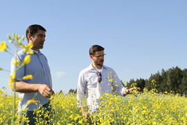 Pesquisa com canola