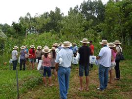 Campo Demonstrativo ALFA