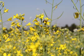 Pesquisa com canola