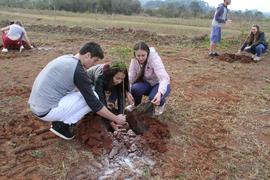 Plantio de mudas de árvores