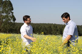 Pesquisa com canola