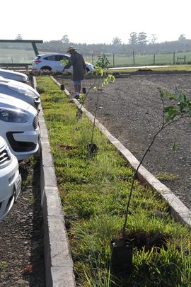 Plantio de árvores no Campus Chapecó