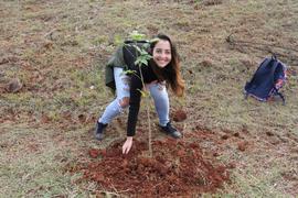 Plantio de mudas de árvores
