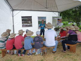 Campo Demonstrativo ALFA