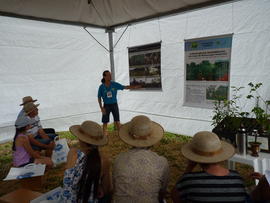 Campo Demonstrativo ALFA