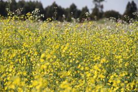 Pesquisa com canola