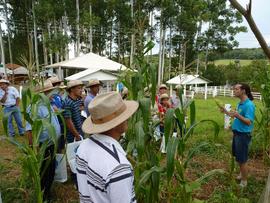 Campo Demonstrativo ALFA