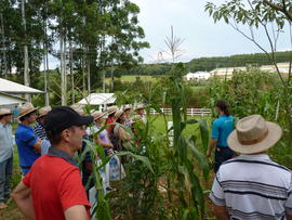 Campo Demonstrativo ALFA