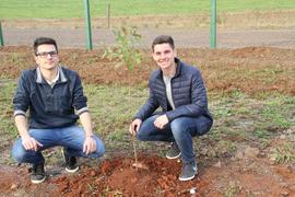 Plantio de mudas de árvores