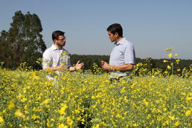 Pesquisa com canola