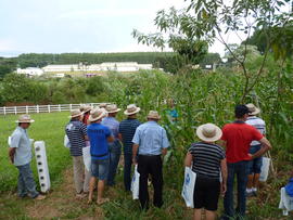 Campo Demonstrativo ALFA