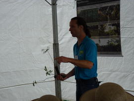 Campo Demonstrativo ALFA