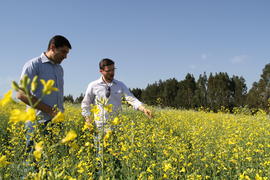 Pesquisa com canola