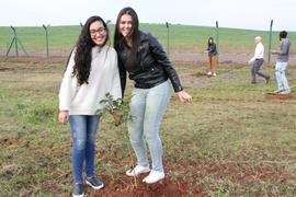 Plantio de mudas de árvores