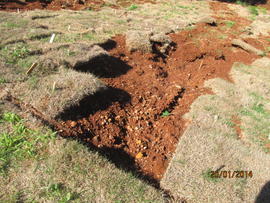 Plantação de grama - Campus Laranjeiras do Sul