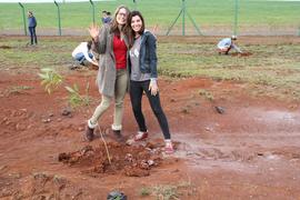 Plantio de mudas de árvores