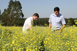 Pesquisa com canola