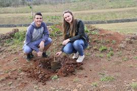 Plantio de mudas de árvores