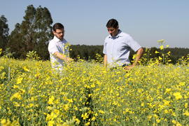 Pesquisa com canola