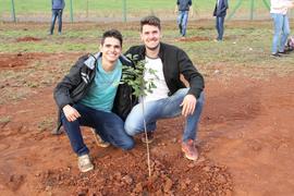 Plantio de mudas de árvores