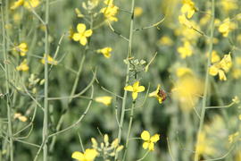 Pesquisa com canola